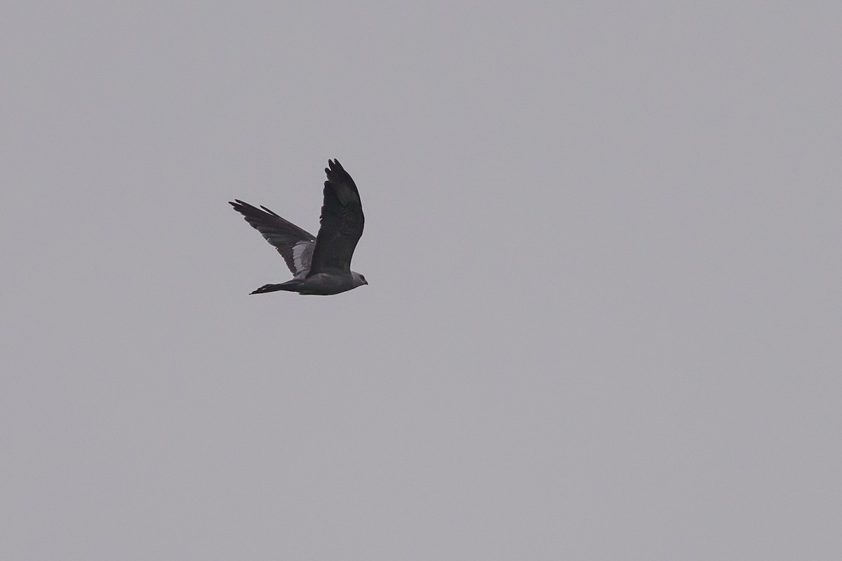 Mississippi Kite - ML639925030