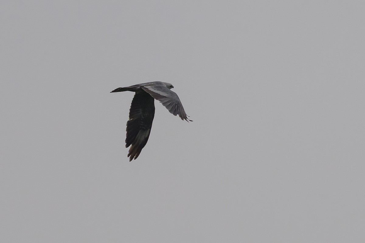 Mississippi Kite - ML639925032