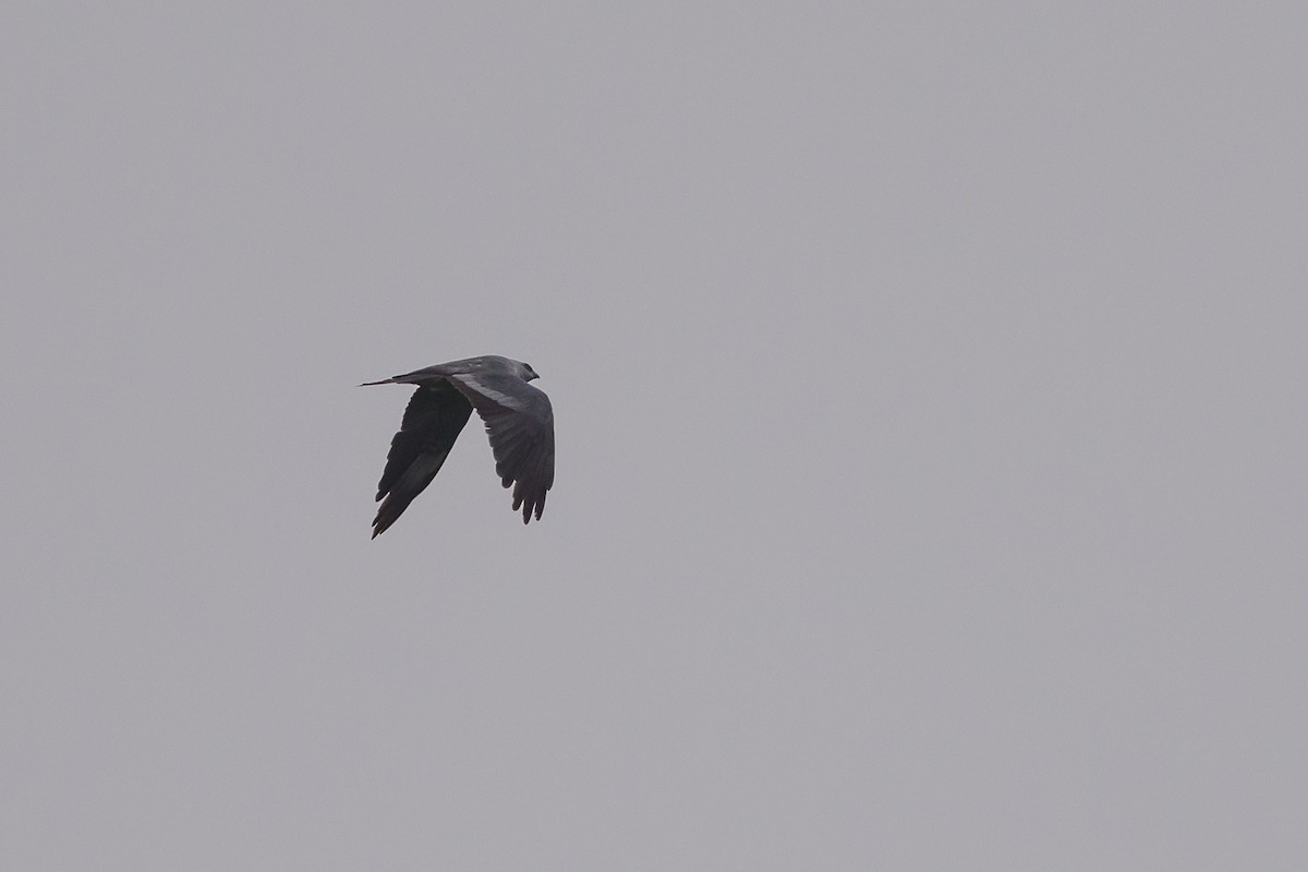 Mississippi Kite - ML639925033