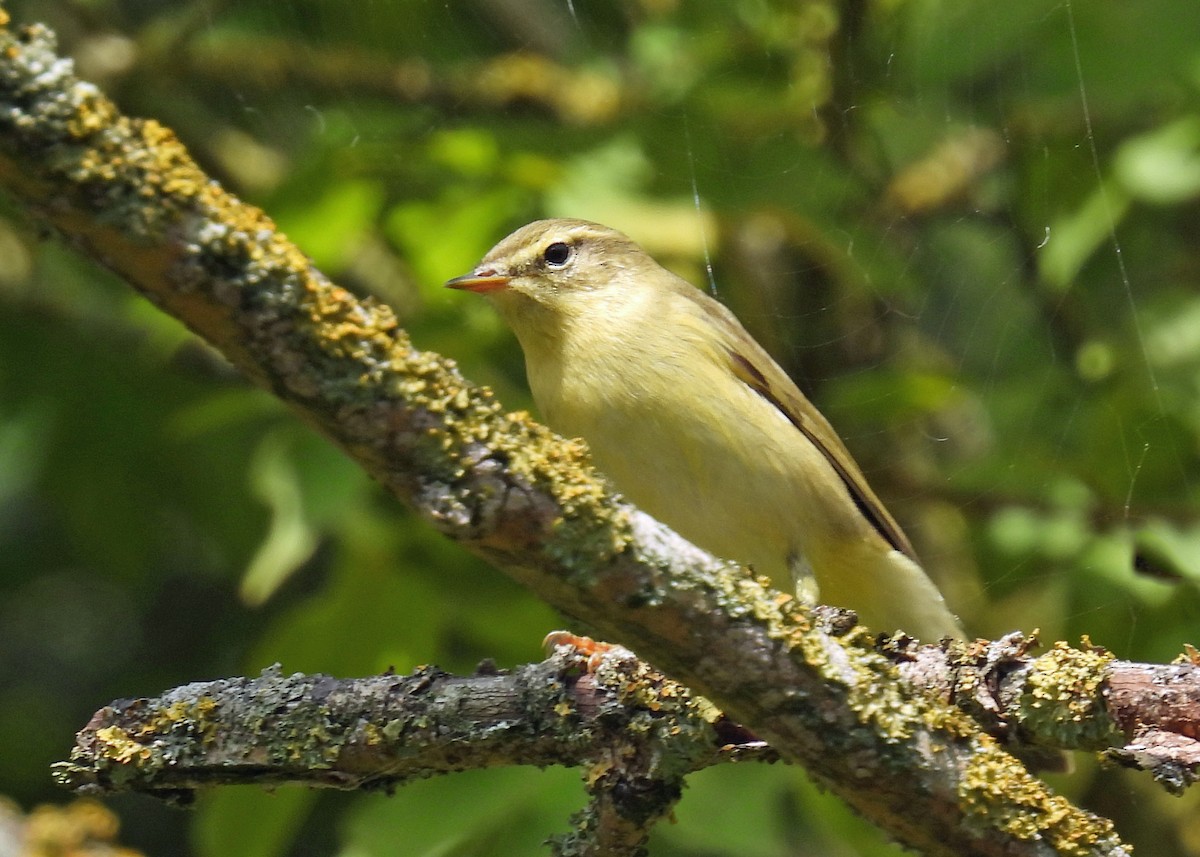 Willow Warbler - ML639925034