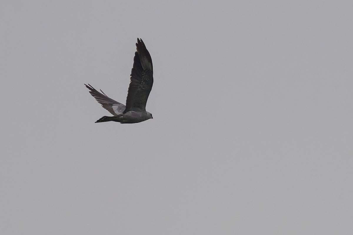 Mississippi Kite - ML639925035