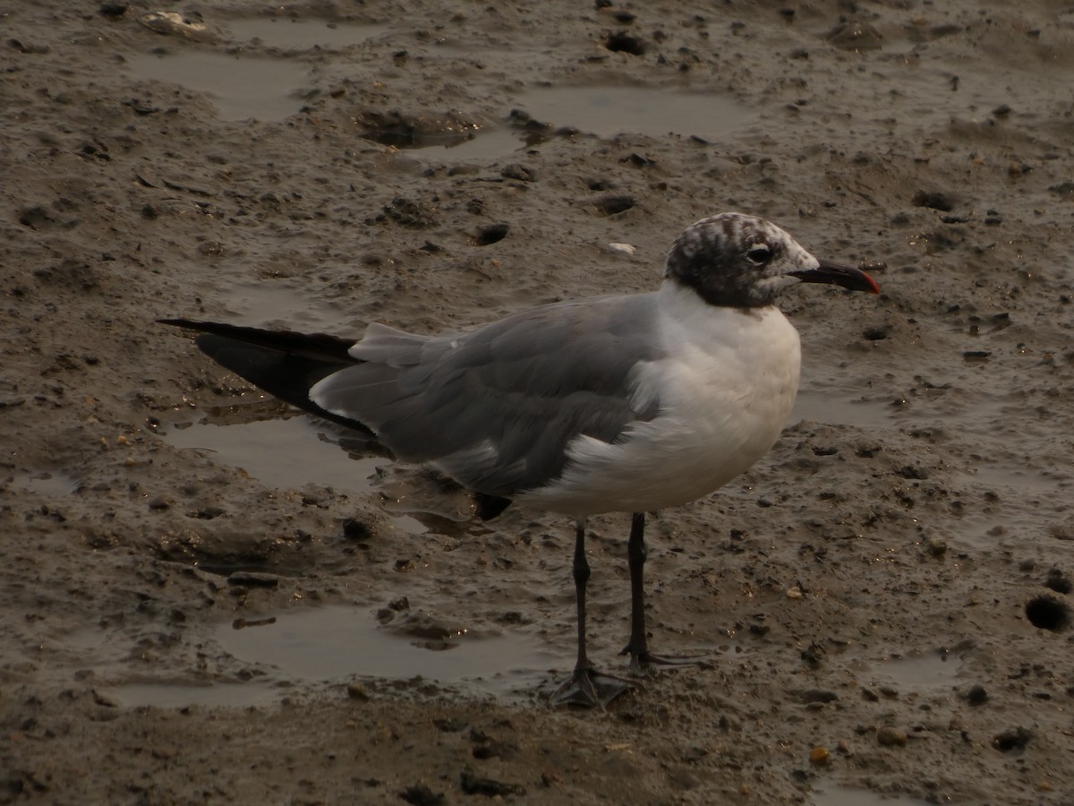 Gaviota Guanaguanare - ML639925039