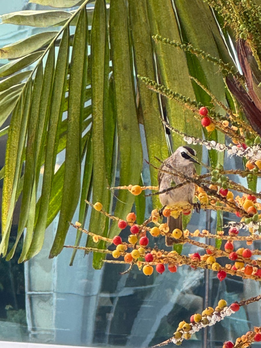 Yellow-vented Bulbul - ML639925047