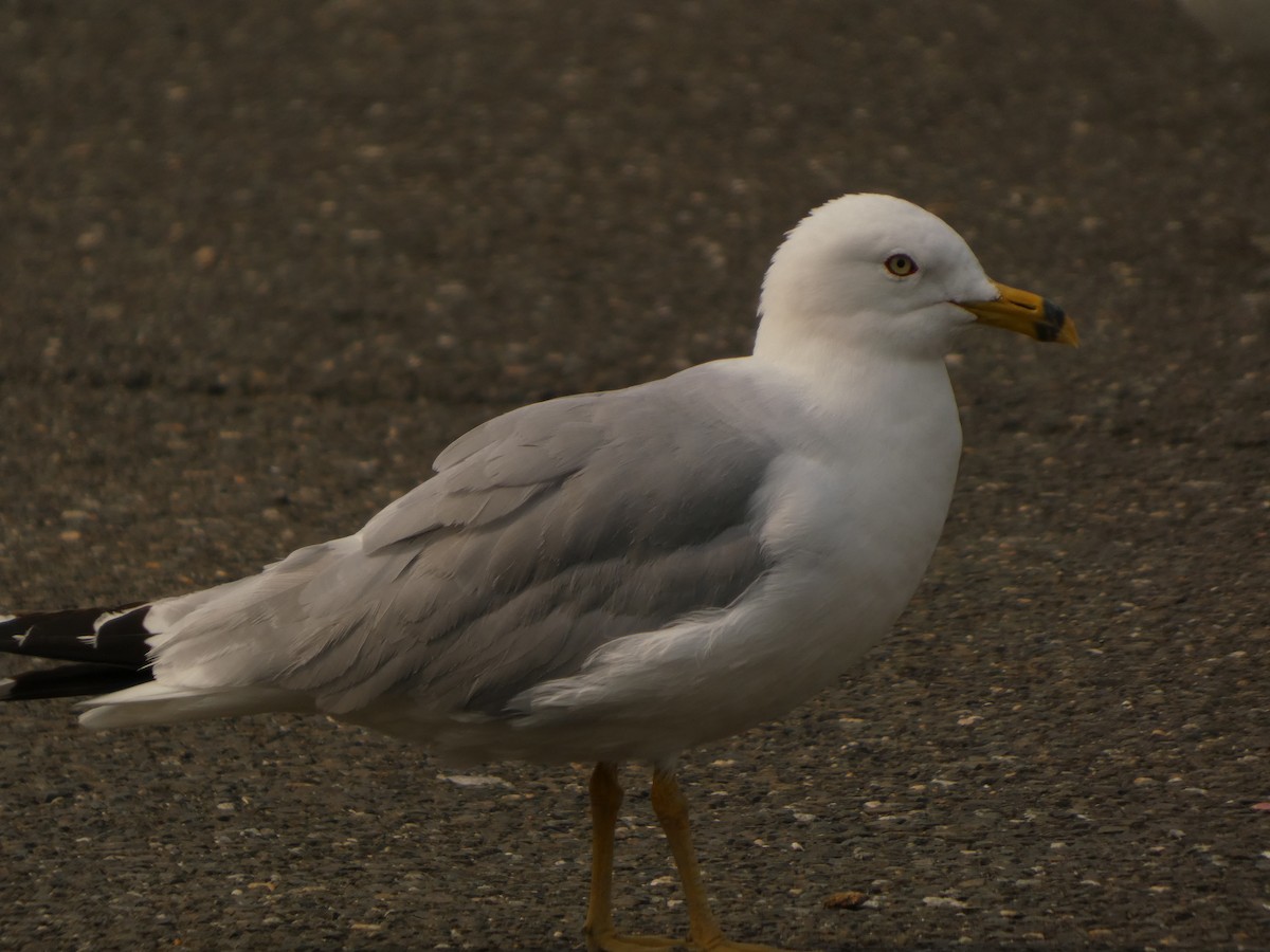 Gaviota de Delaware - ML639925052