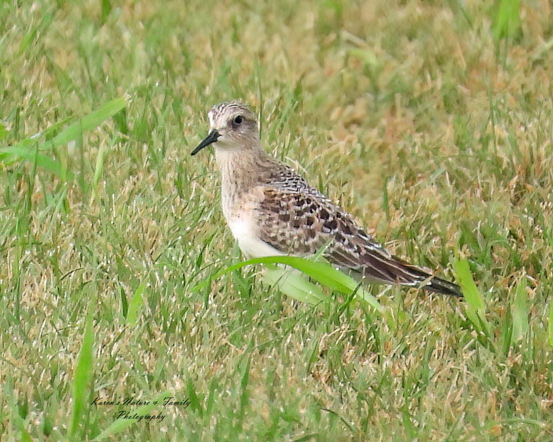 Байрдийн элсэг - ML639925073