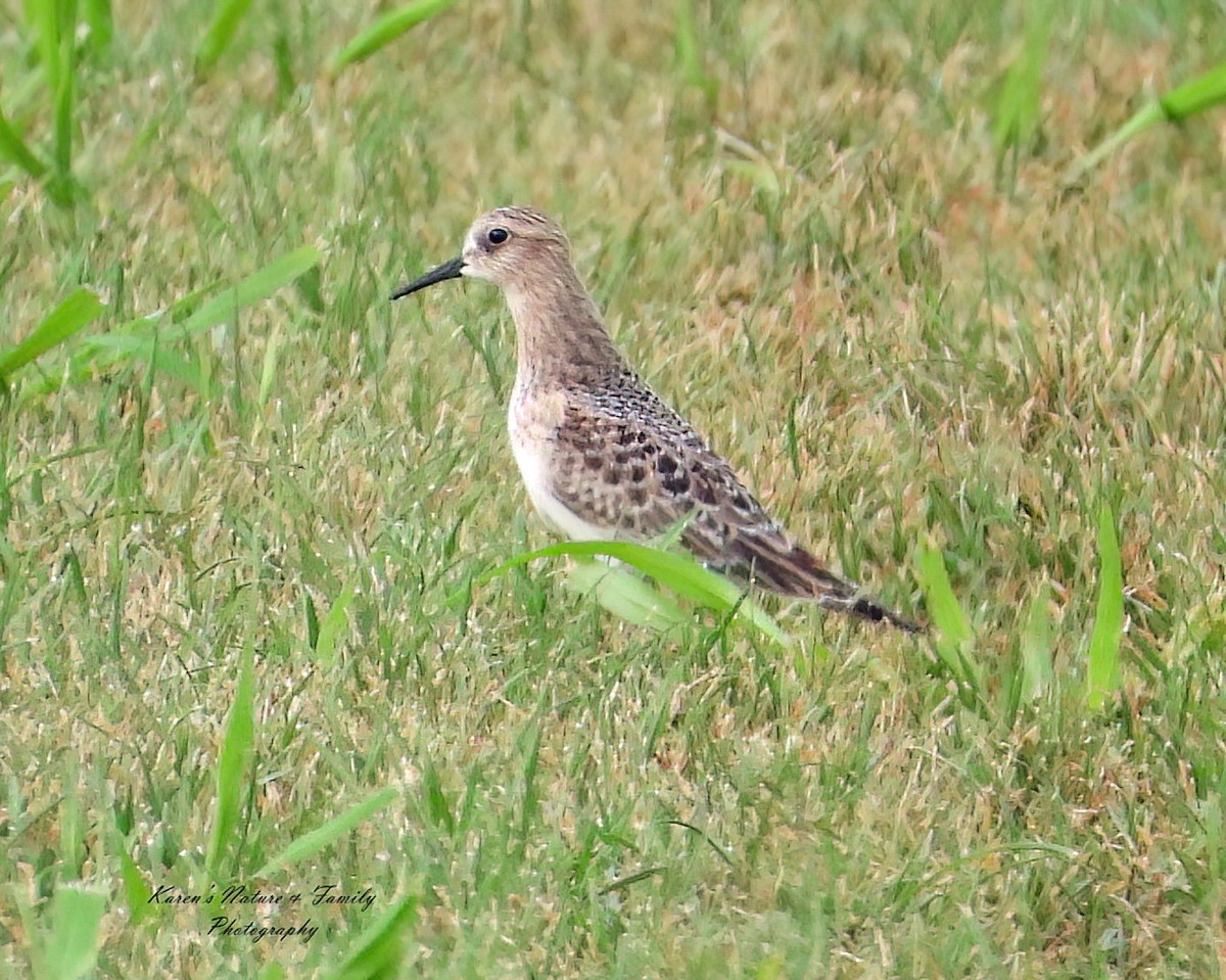 Байрдийн элсэг - ML639925074