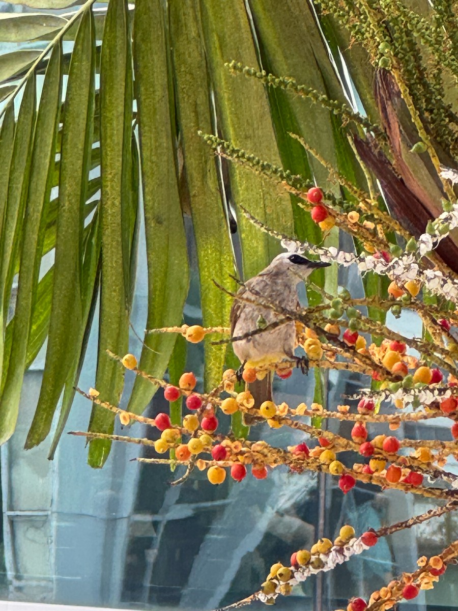 Yellow-vented Bulbul - ML639925087
