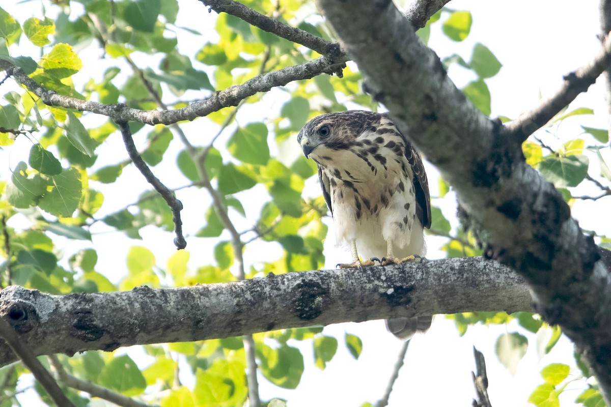 Broad-winged Hawk - ML639925126