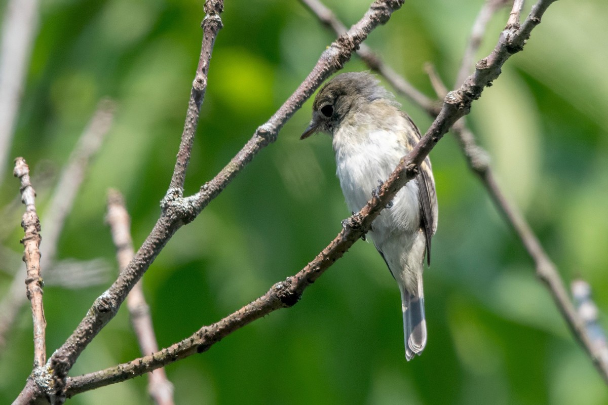 Least Flycatcher - ML639925127