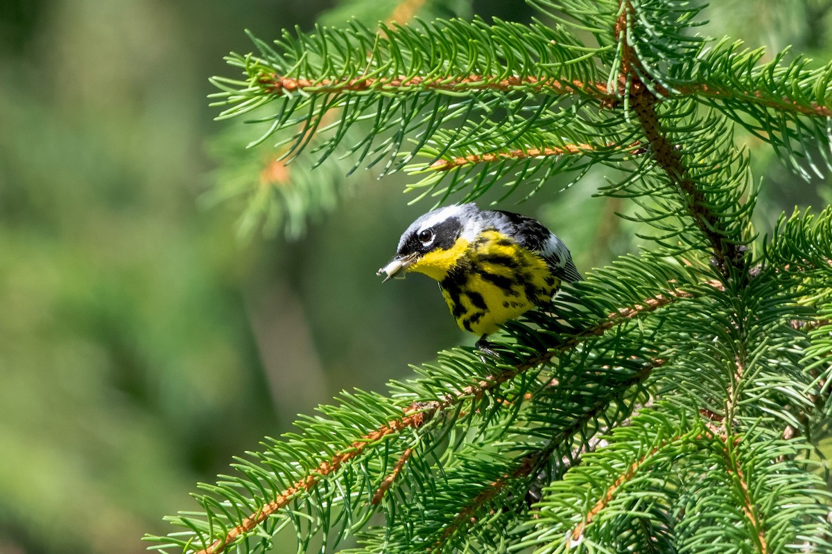 Magnolia Warbler - ML639925130