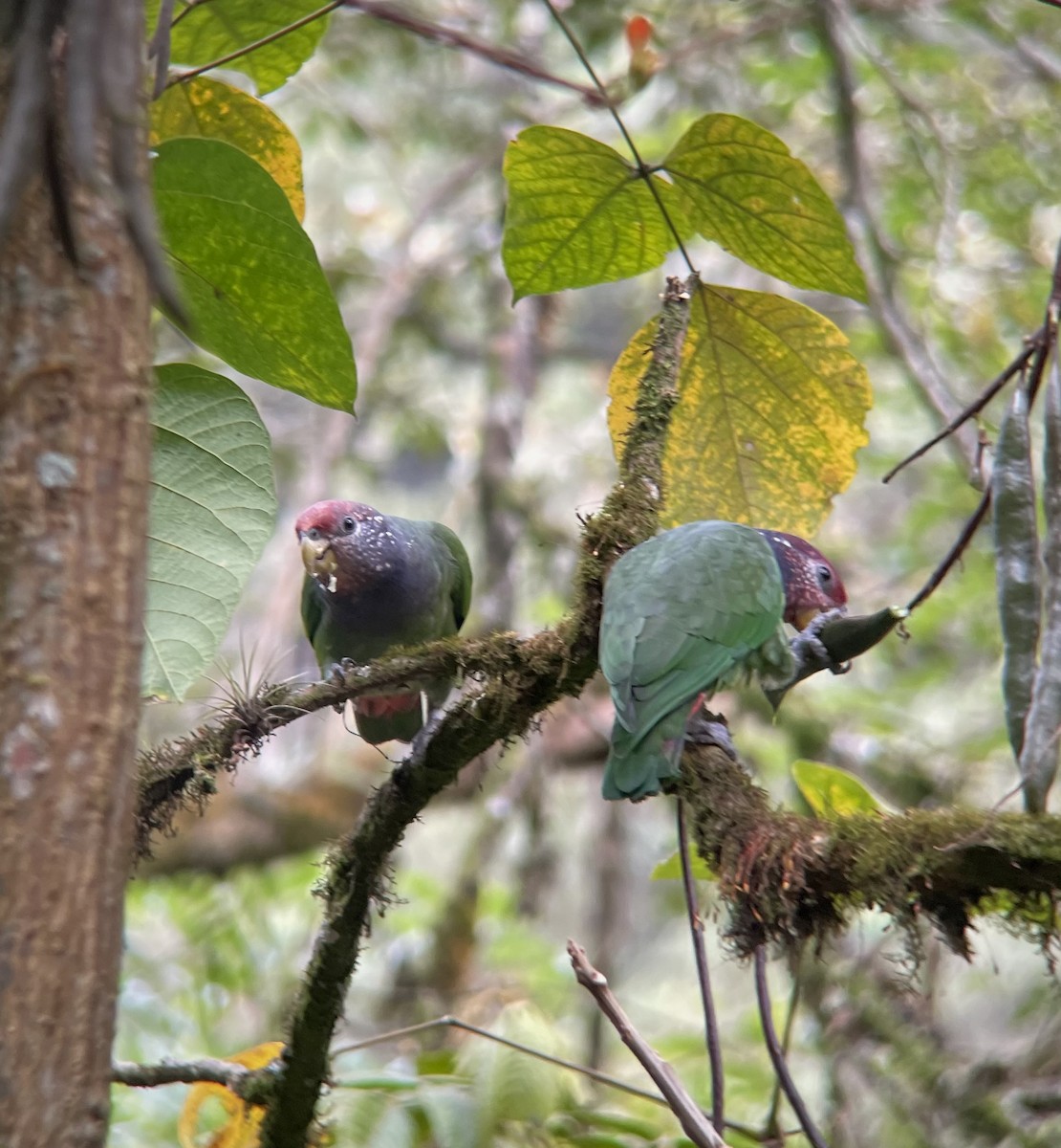 バラガシラインコ（tumultuosus） - ML639925132