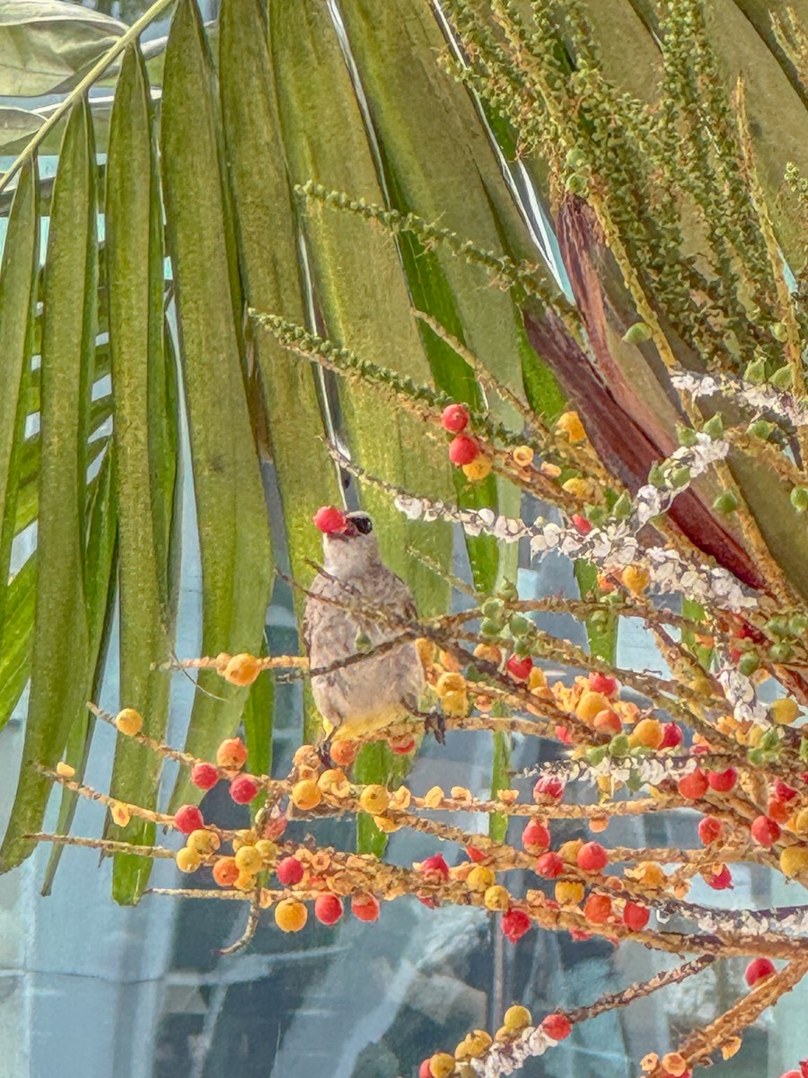 Yellow-vented Bulbul - ML639925149