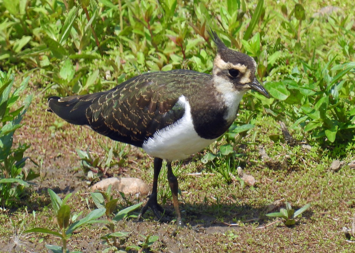 Northern Lapwing - ML639925164