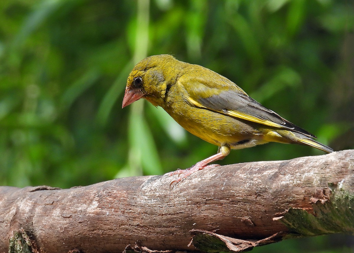 European Greenfinch - ML639925186