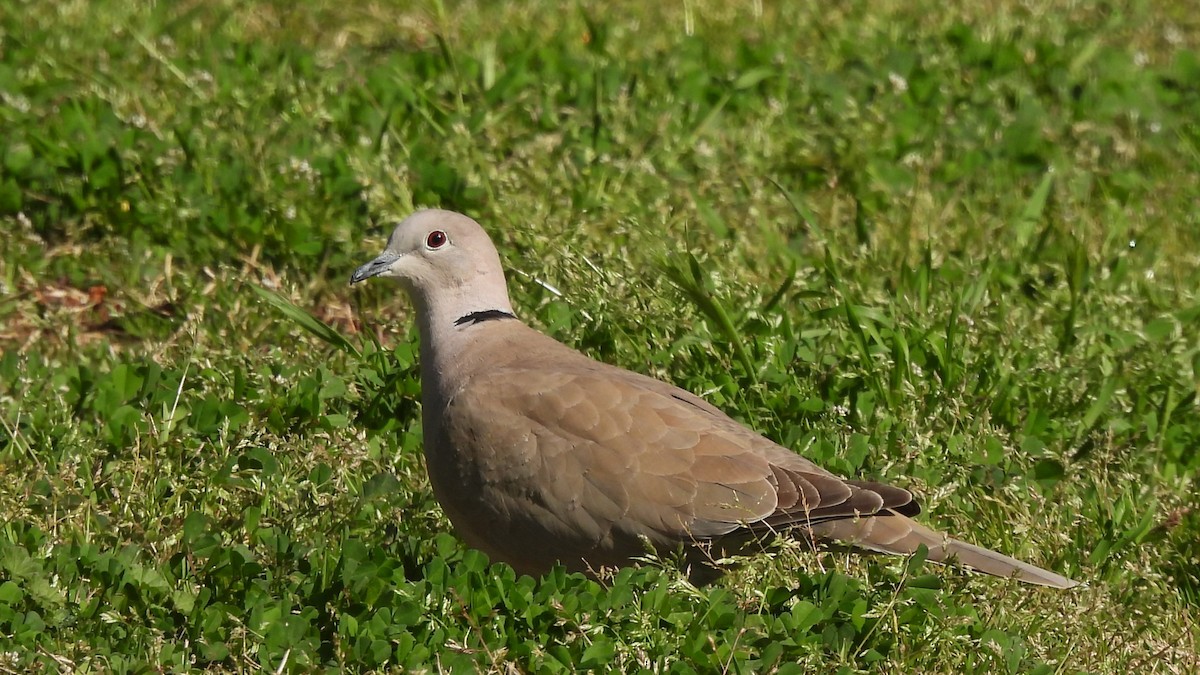 Tórtola Turca - ML639925206