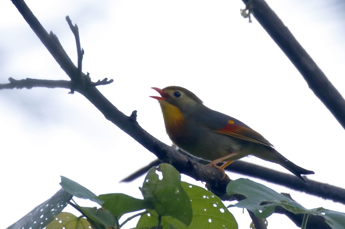 Red-billed Leiothrix - Dave Curtis