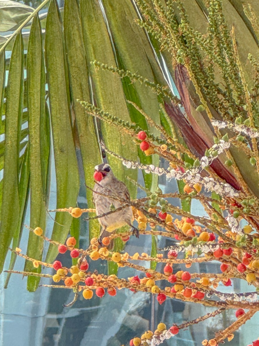 Yellow-vented Bulbul - ML639925212
