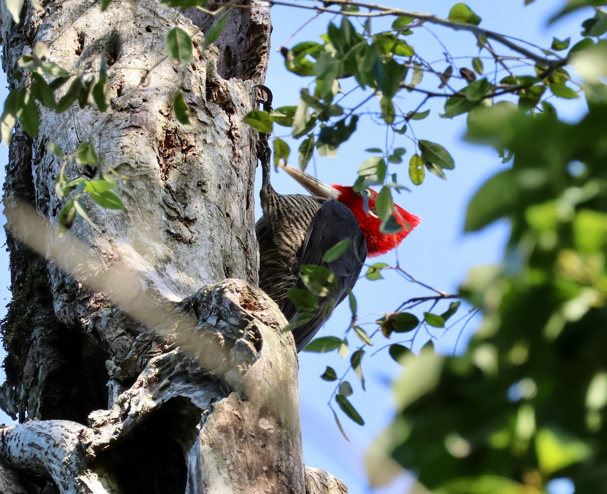 Robust Woodpecker - ML639925226