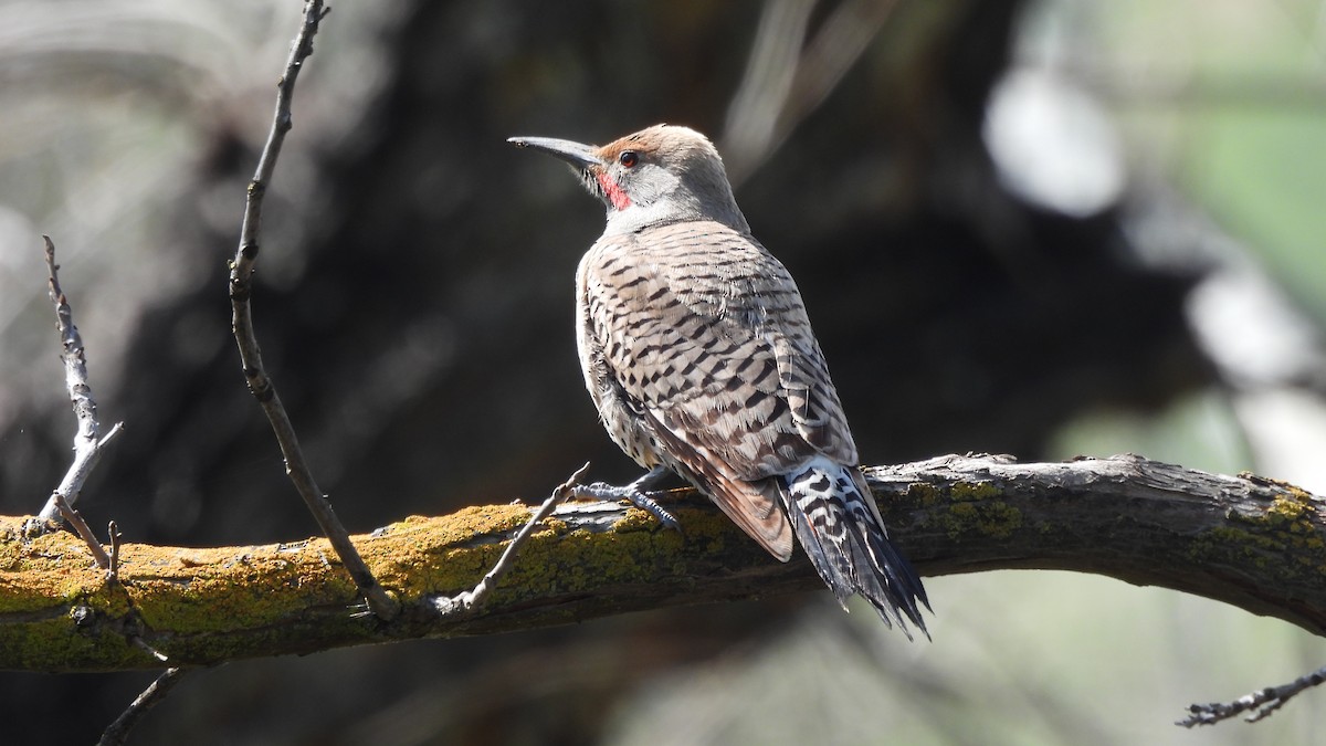 Northern Flicker - ML639925229