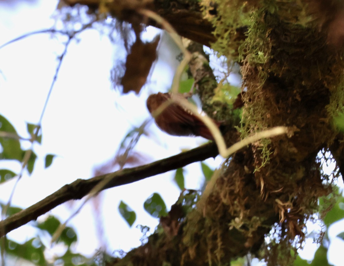 Scalloped Woodcreeper - ML639925231