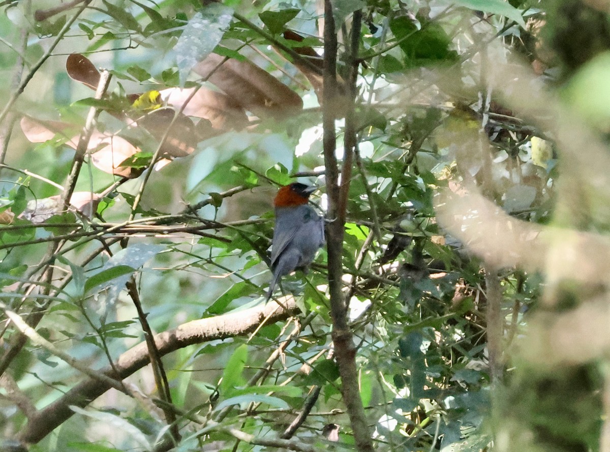 Chestnut-headed Tanager - ML639925240