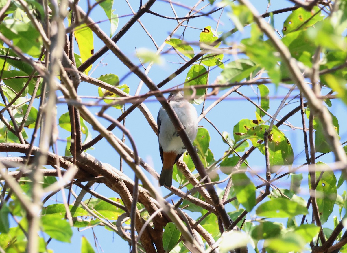 Chestnut-vented Conebill - ML639925251
