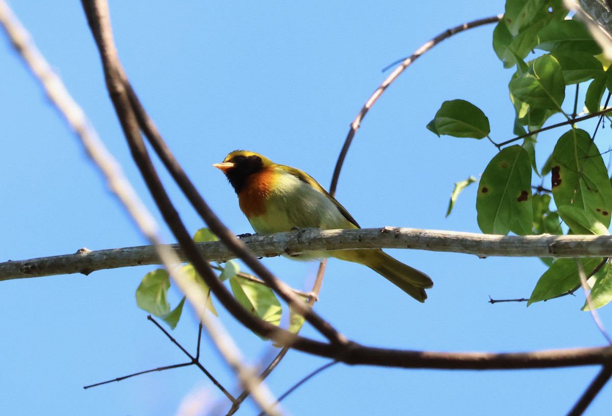 Guira Tanager - ML639925254