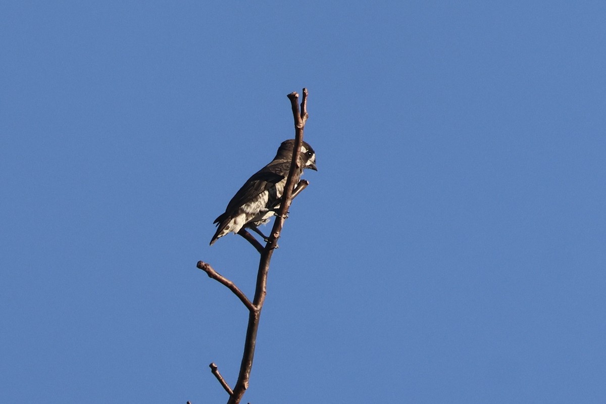 White-browed Purpletuft - ML639925263