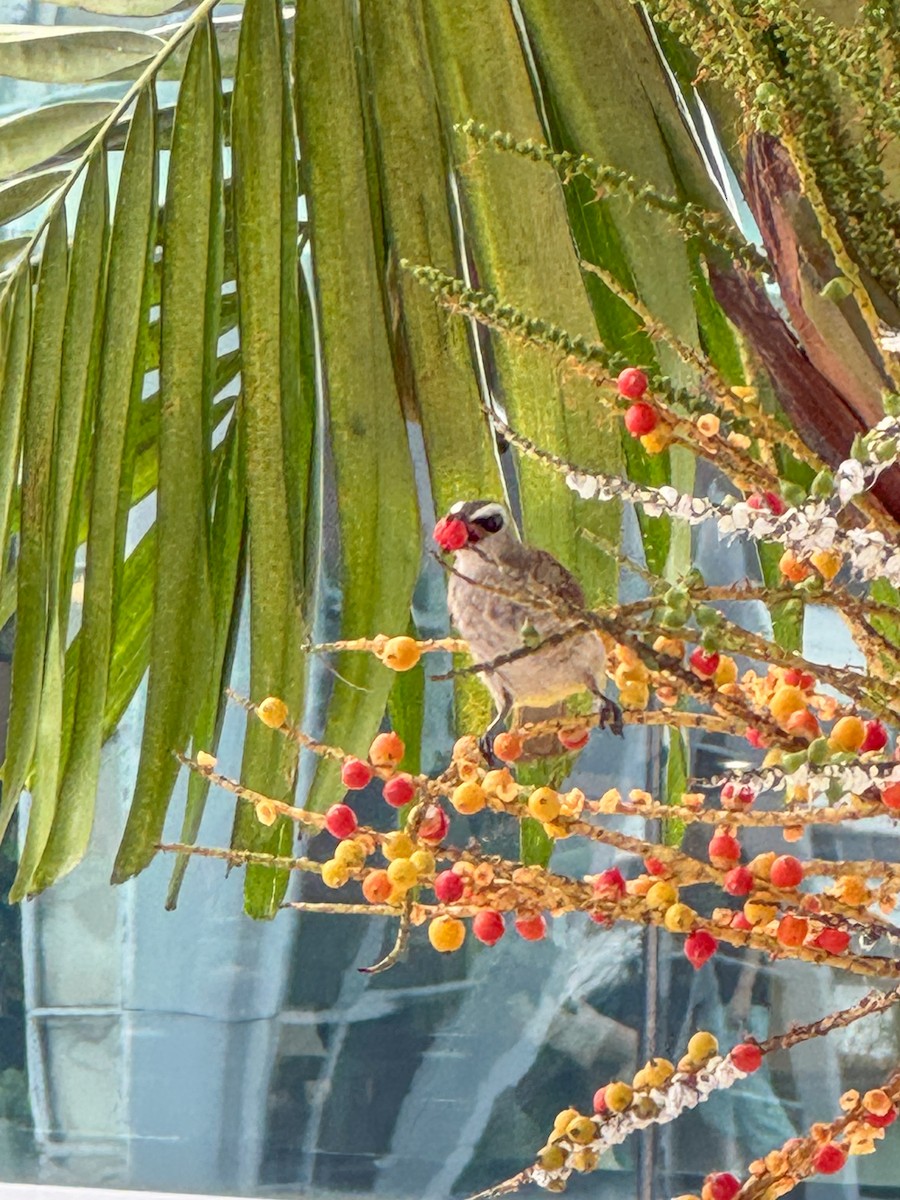 Yellow-vented Bulbul - ML639925276