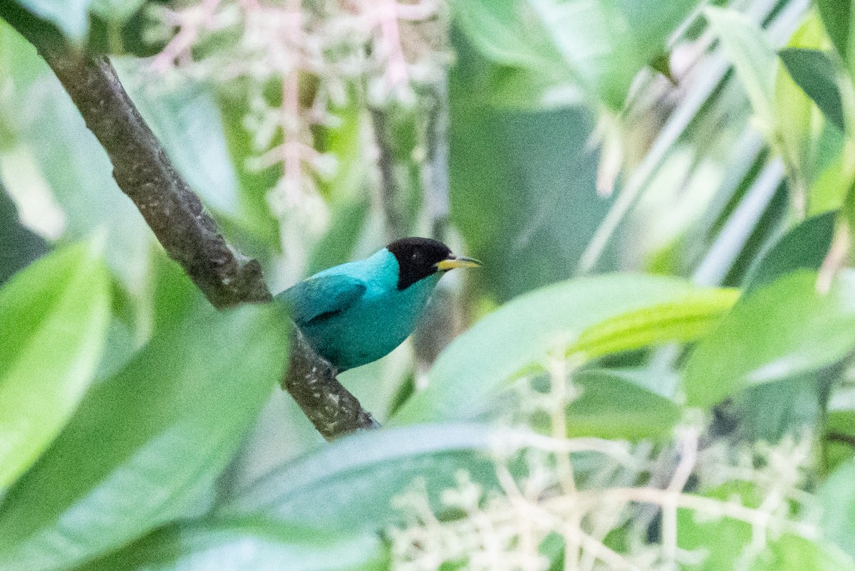Green Honeycreeper - ML639925300