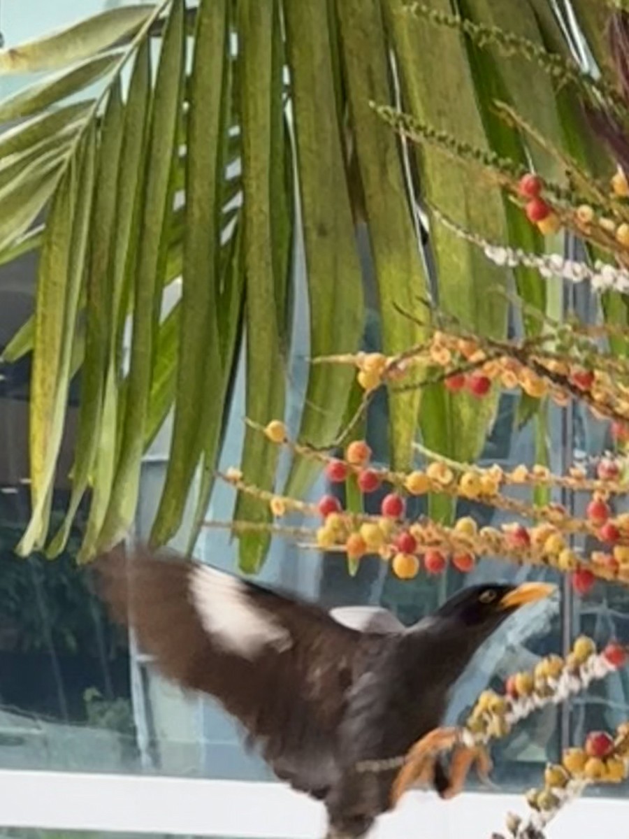 Javan Myna - ML639925364