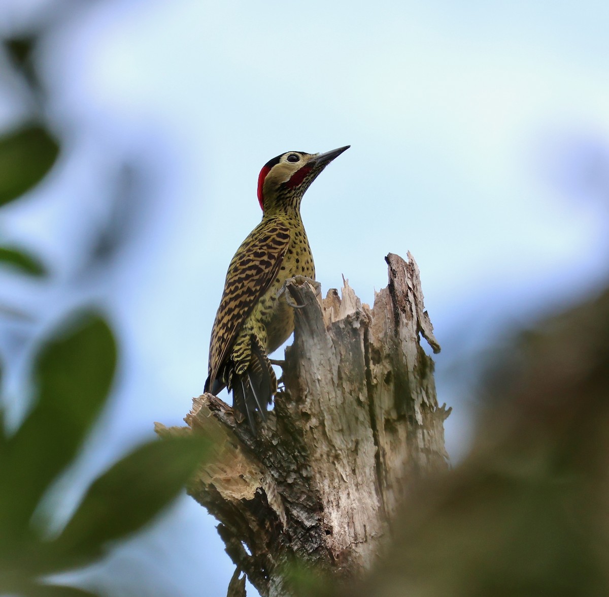 Green-barred Woodpecker - ML639925422