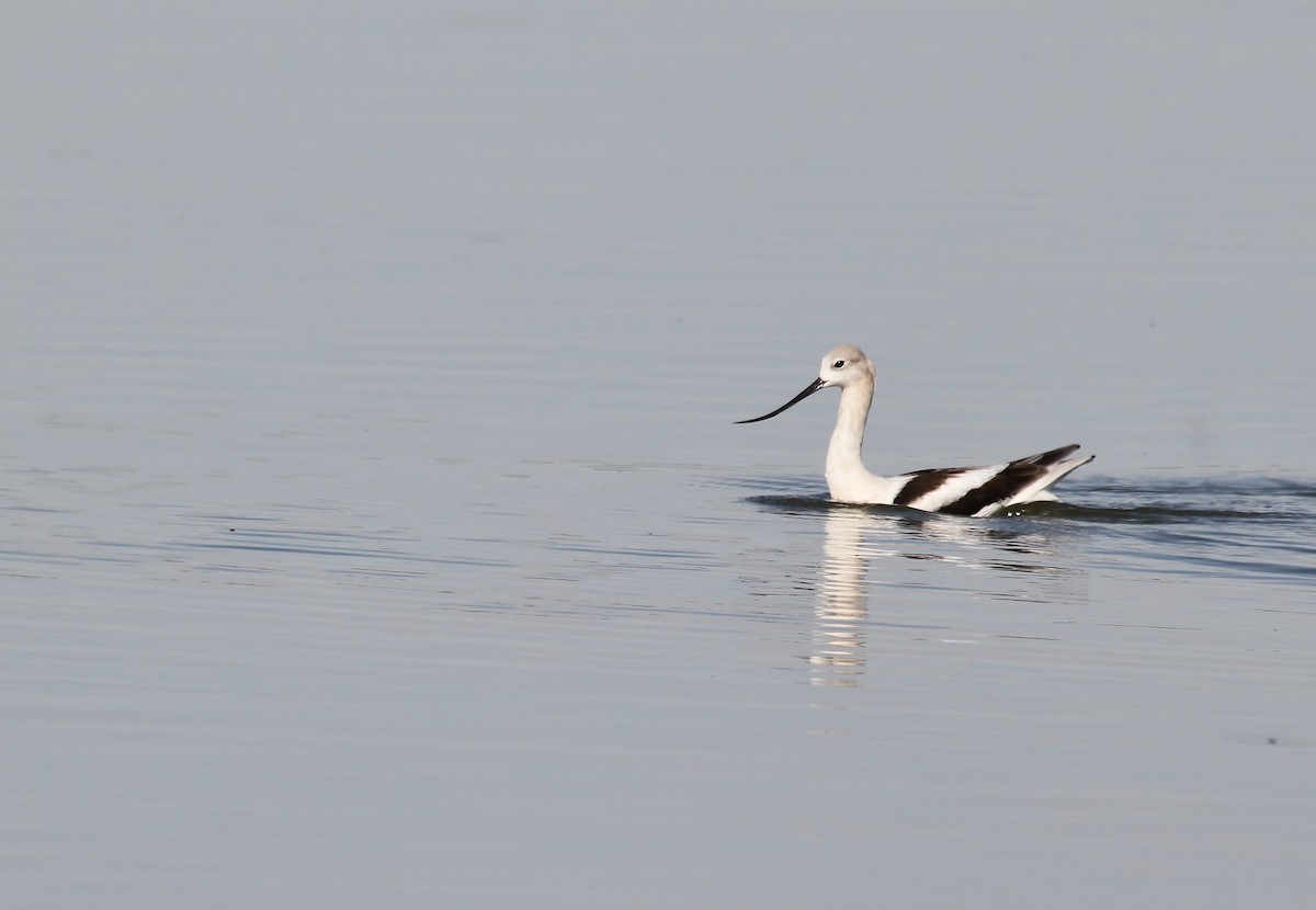 Avoceta Americana - ML639925464