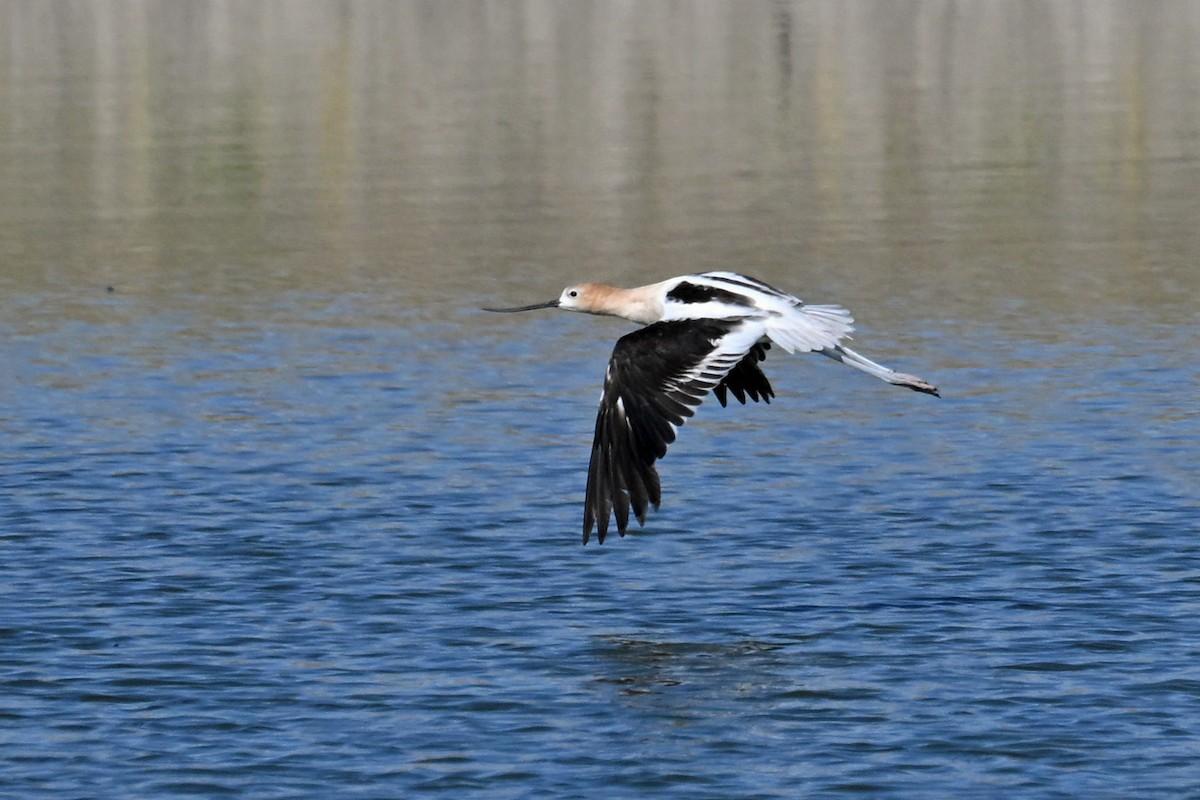 Avoceta Americana - ML639925480