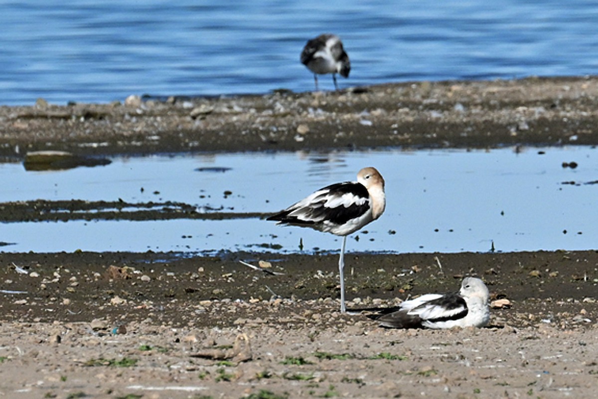Avoceta Americana - ML639925481