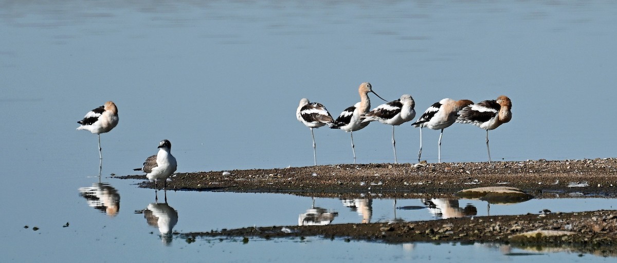 Avoceta Americana - ML639925482