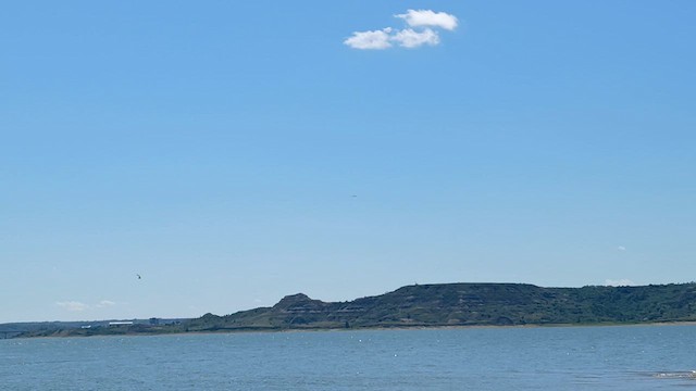 Least Tern - ML639925603