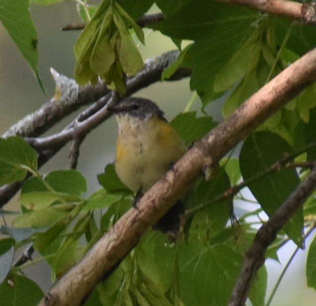 American Redstart - ML639925640