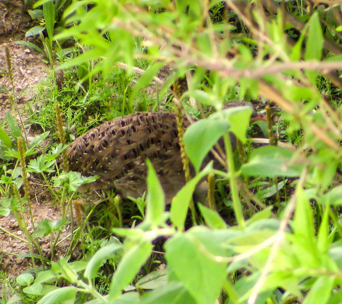 Andean Tinamou - ML639925701