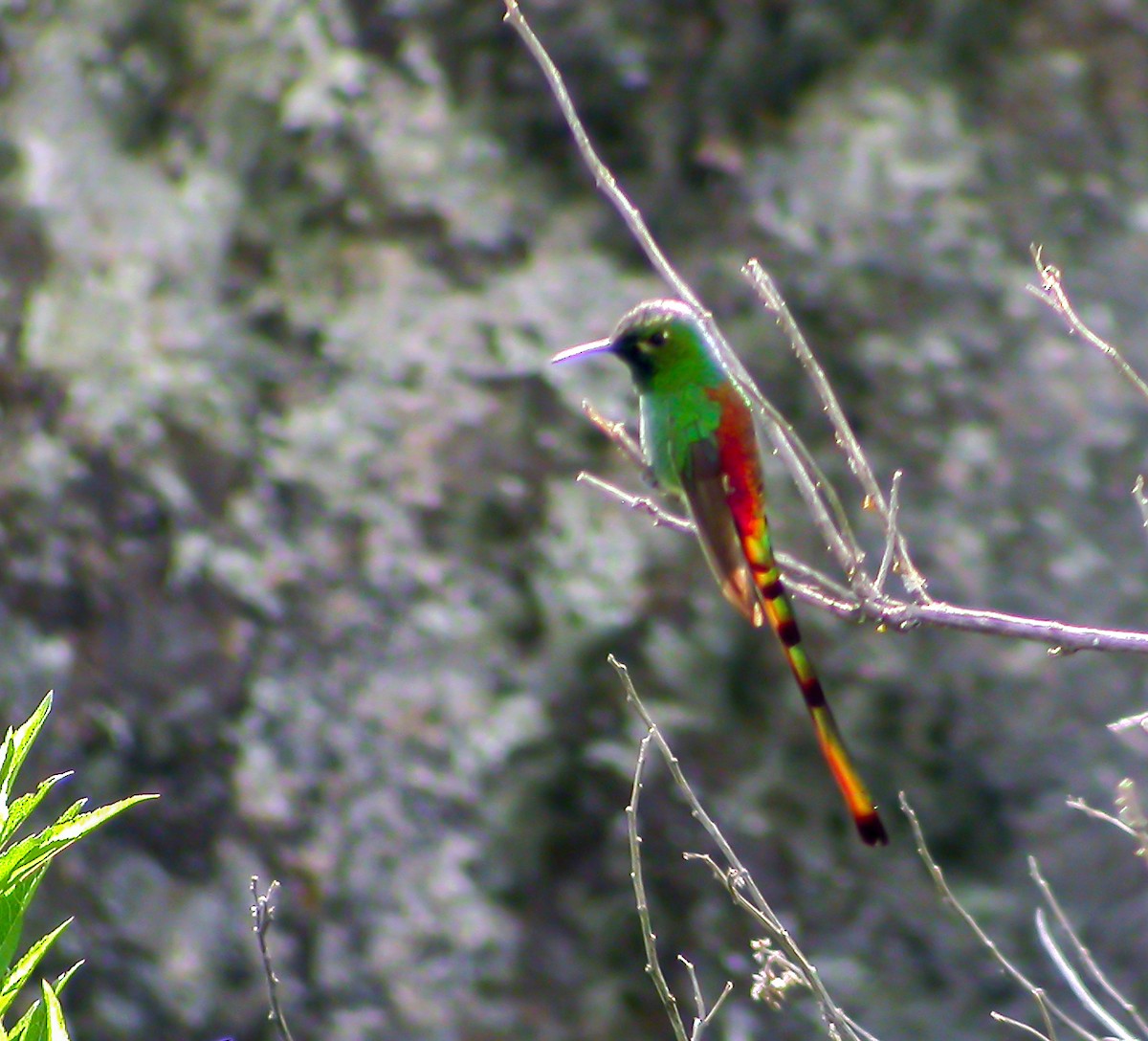 Red-tailed Comet - ML639925705