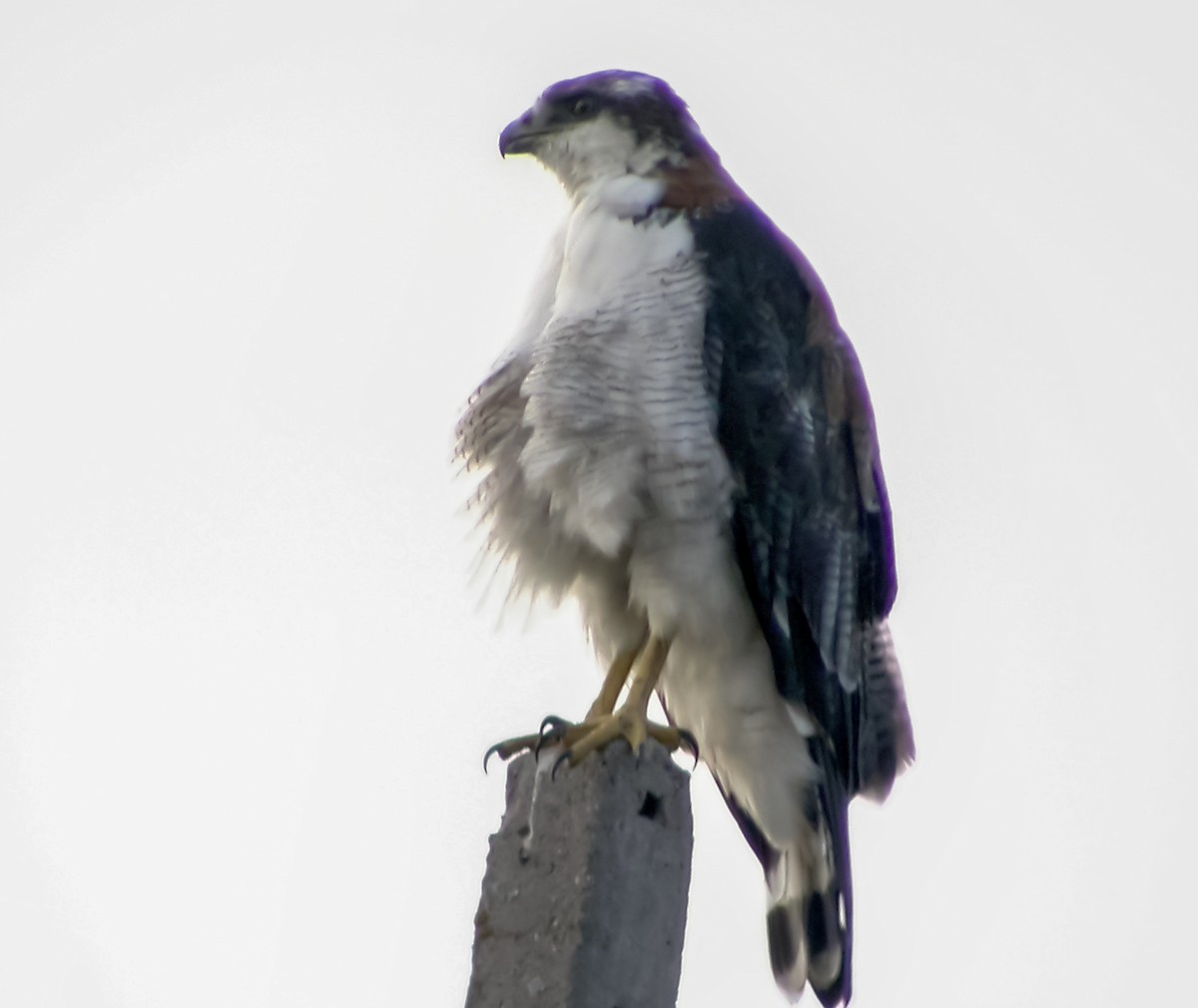 Variable Hawk - ML639925707
