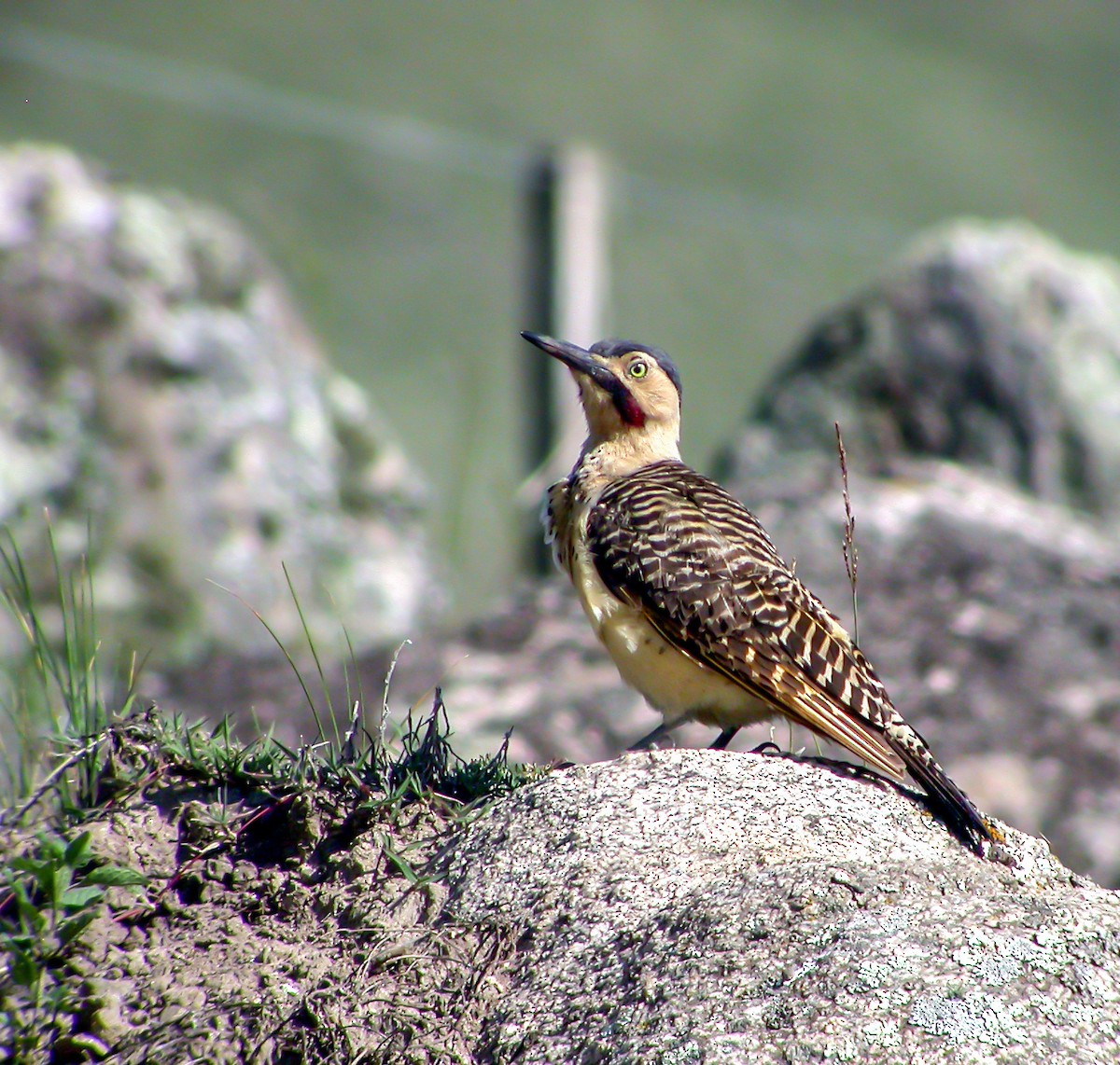 Andean Flicker - ML639925710