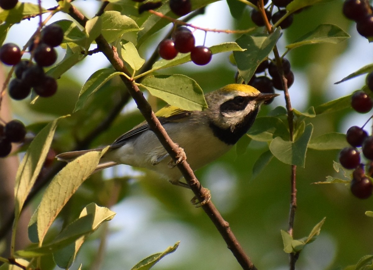 Golden-winged Warbler - ML639925712