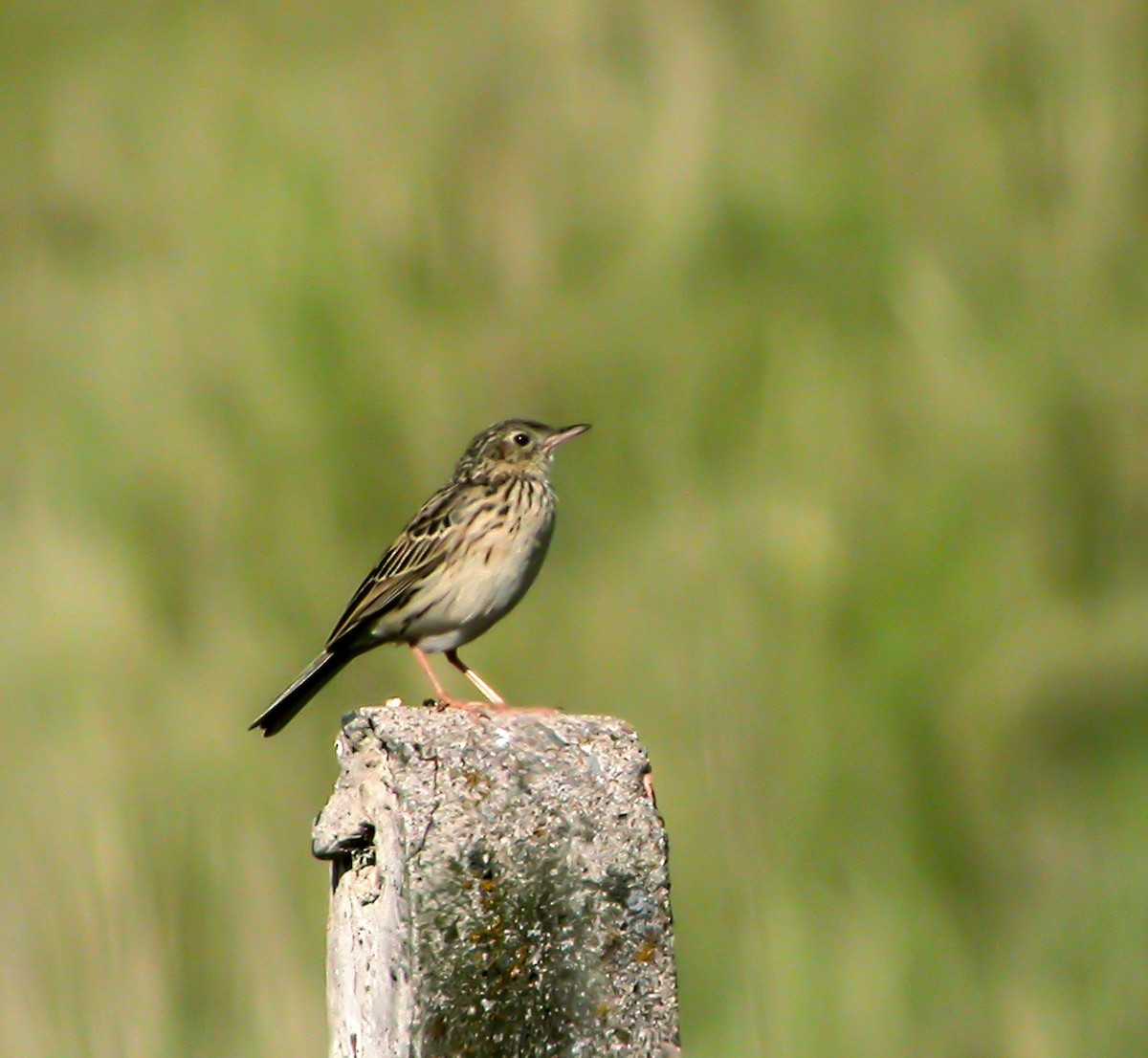 Hellmayr's Pipit - ML639925719