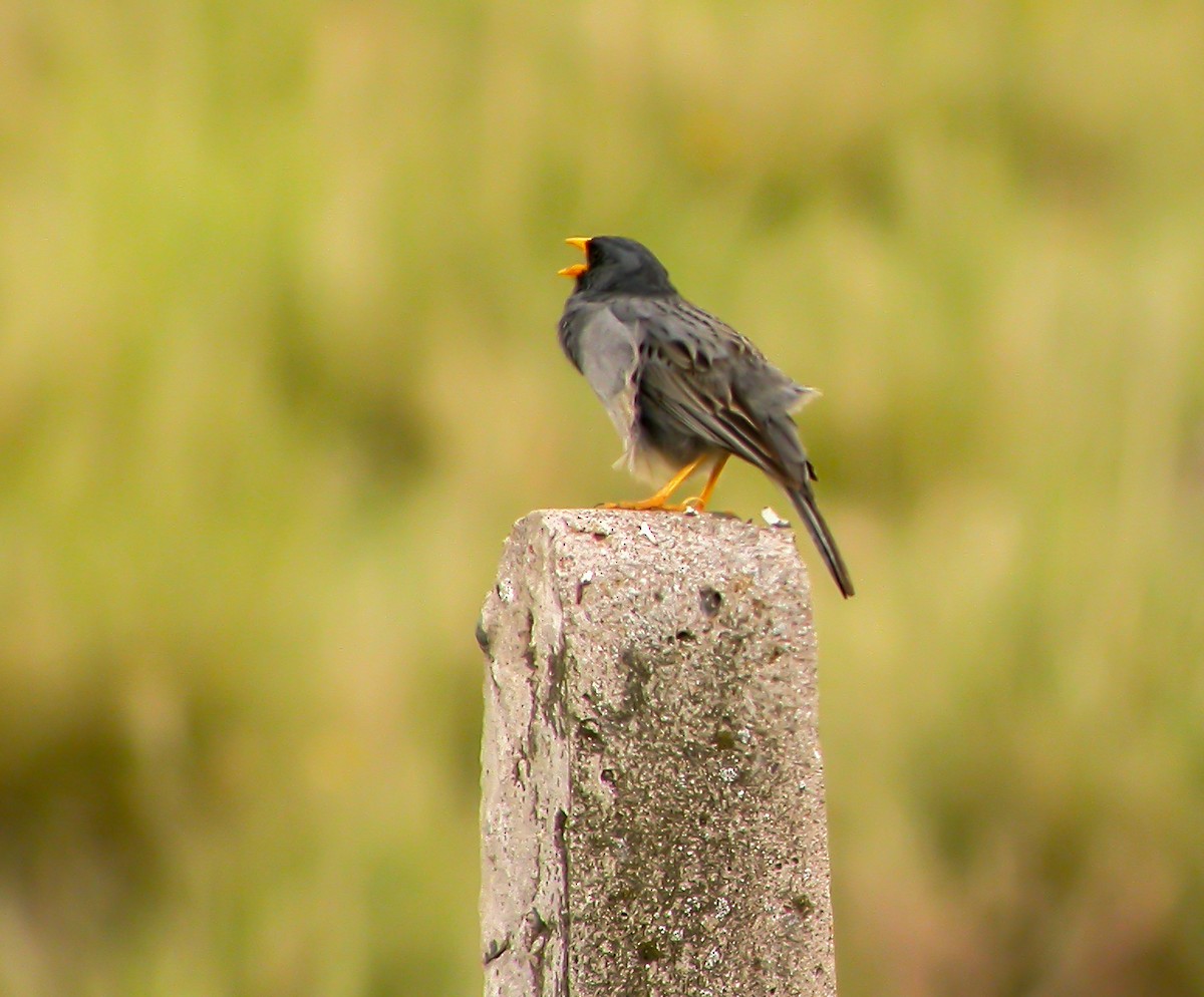 Band-tailed Sierra Finch - ML639925723
