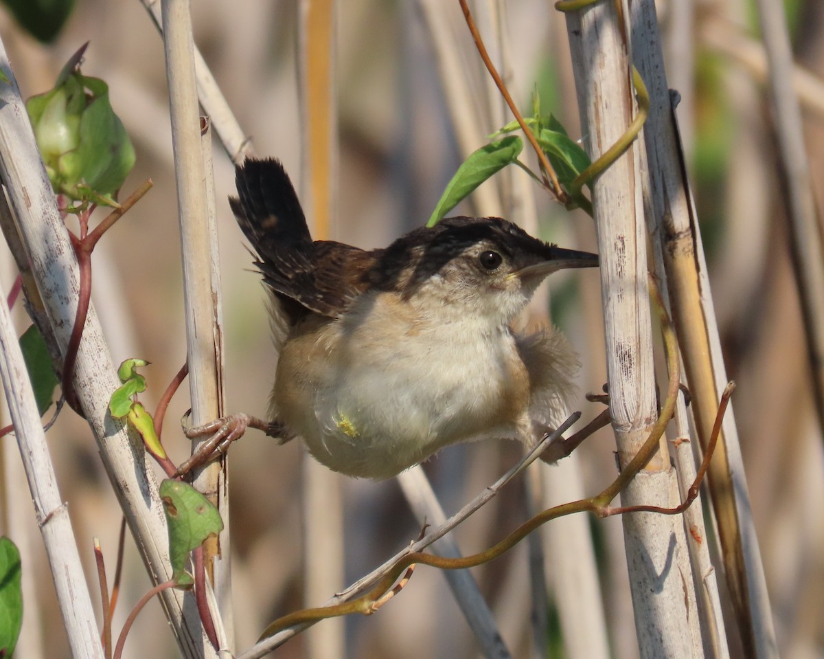 Marsh Wren - ML639925770