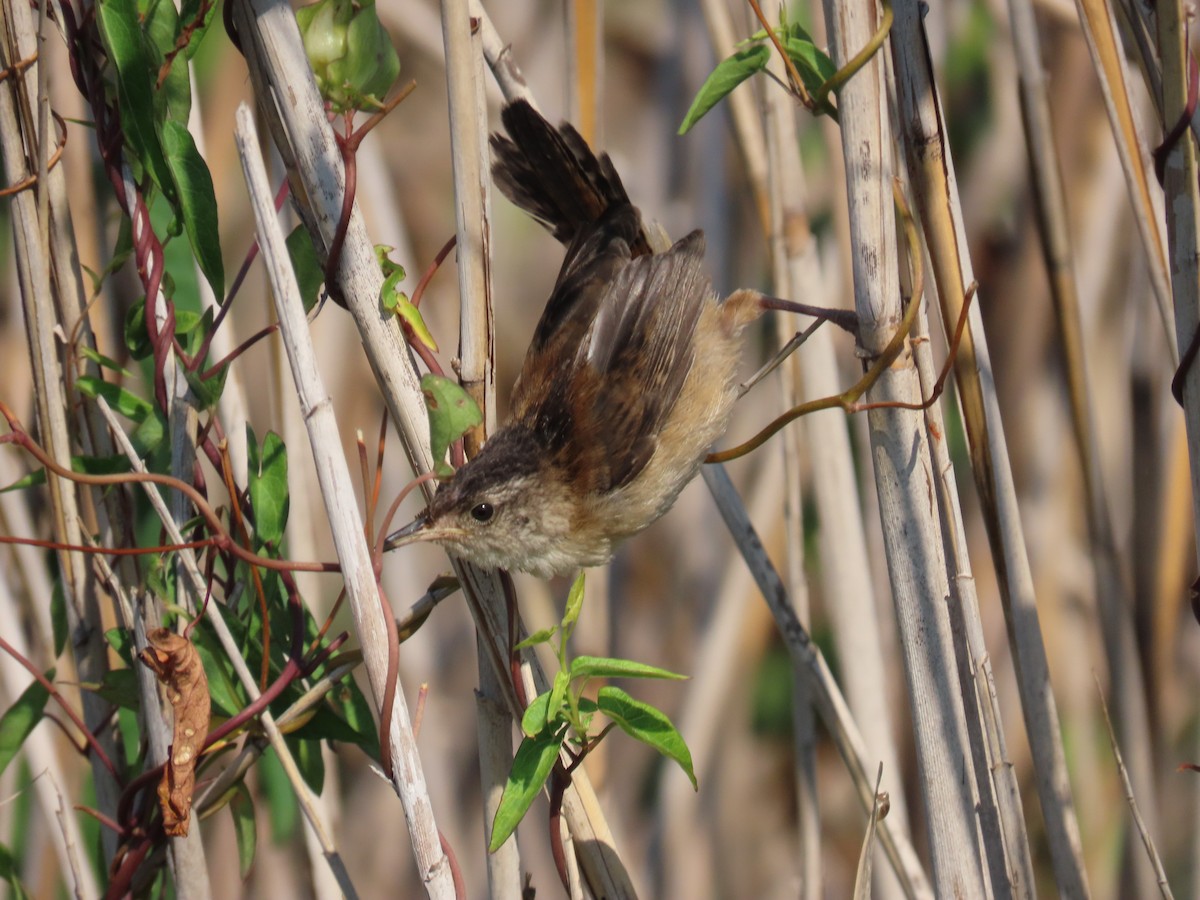 Marsh Wren - ML639925771