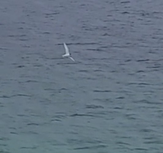 Least Tern - ML639925786