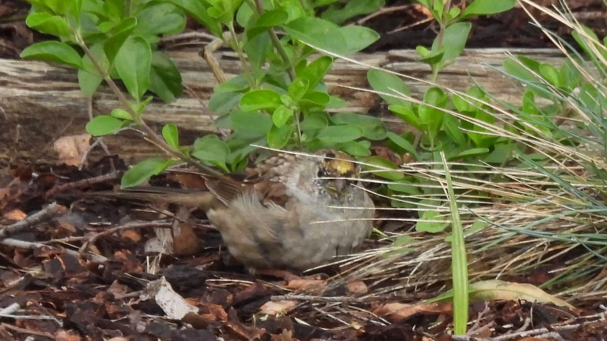 Golden-crowned Sparrow - ML639925799