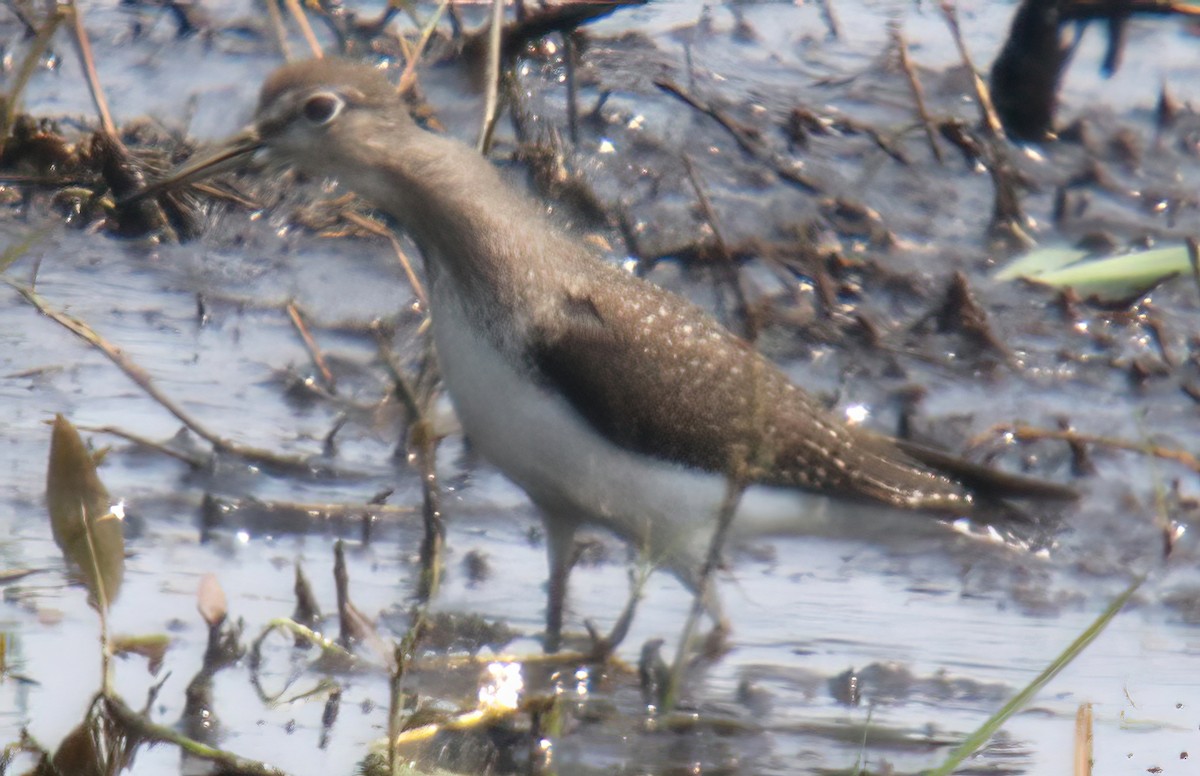 Solitary Sandpiper - ML639925933